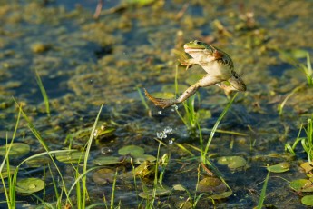 Marsh frog (Pelophylax ridibundus) is the largest frog native to Europe and belongs to the family of true frogs