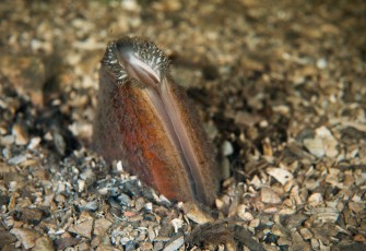 Painter's mussel (Unio pictorum) is called so because the shell was historically used as a conveniently sized and shaped receptacle for holding artist's paint