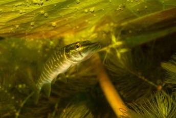 Northern pike (Esox lucius) hiding in the shadow of waterlily leafs