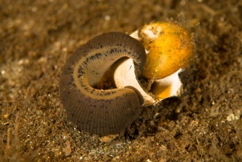 A large European medicinal leech (Hirudo medicinalis) investigating a snail shell on the bottom