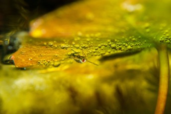 Water boatman under a waterlily leaf. A water boatman is an aquatic insect that inhabit ponds and slow moving streams, where they swim near the bottom, there are about 500 known species worldwide