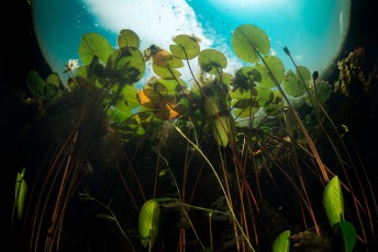 European white waterlilies (Nymphaea alba) in a tributary of Danube Delta, Romania