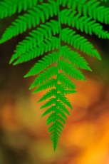 Lady fern (Athyrium filix-femina), Carpathian Mountains, Romania