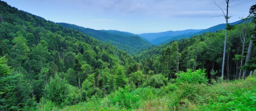 Pristine beech-fir forests in Runcu valley, Carpathian Mountains, Romania