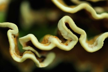 Fungi, Carpathian Mountains, Romania