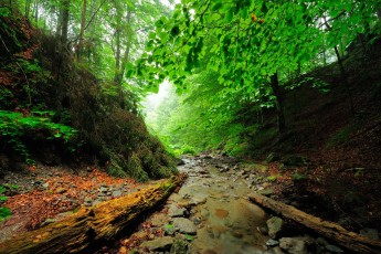 Small stream in Runcu valley, Carpathian Mountains, Romania