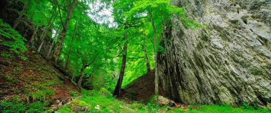 Crovul valley gorge, Carpathian Mountains, Romania