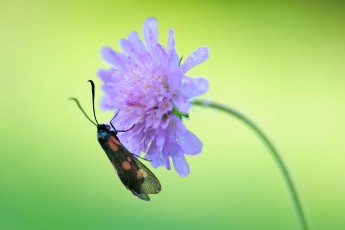 Field scabious with five-spot burnet, Carpathian Mountains, Romania