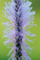 Hoary plantain (Plantago media), Carpathian Mountains, Romania