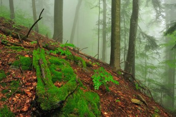 Pristine beech-fir forest in Strâmba valley, Carpathian Mountains, Romania