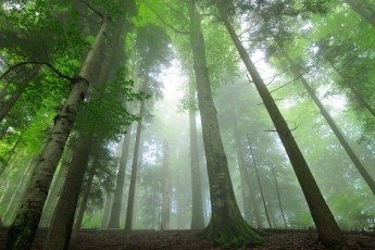 Pristine beech-fir forest in Strâmba valley, Carpathian Mountains, Romania