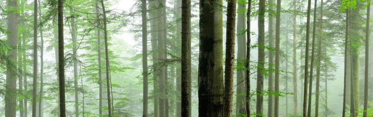 Pristine beech-fir forest in Strâmba valley, Carpathian Mountains, Romania