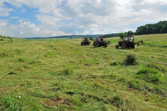 Hay-making in Cobor, Carpathian Mountains, Romania