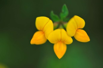 Bird's-foot trefoil (Lotus corniculatus), Carpathian Mountains, Romania