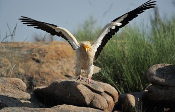 Egyptian vulture nesting in Faia Brava nature reserve, in Western Iberia rewilding area, Portugal.  