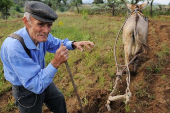 José Maria Felíx, 89 years old, ploughing with his donkey,
Faia Brava and Côa valley archaeological park, Portugal