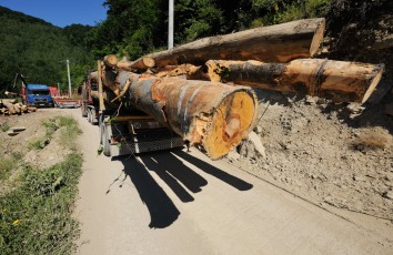 Logging trucks bringing out the wood from the primeaval forests of Tarku mountains, Southern Carpathians, Romania