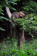 Eurasian brown bear at a bear watching site in Sinca Noua, Piatra Craiului national park, Southern Carpathians, Romania