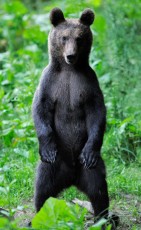 Eurasian brown bear at a bear watching site in Sinca Noua, Piatra Craiului national park, Southern Carpathians, Romania