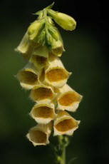 Greenish foxglove (Digitalis viridiflora), Southern Carpathians, Romania