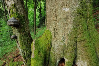 Old-growth beech forest in a WWF reserve near Piatra Craiului national park, Southern Carpathians, Romania
