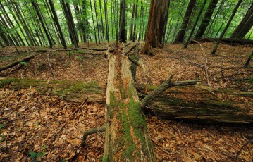 Old-growth beech forest in a WWF reserve near Piatra Craiului national park, Southern Carpathians, Romania