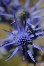 Amethyst sea holly (Eryngium amethystinum), Paklenica National Park, Velebit Nature Park, Croatia