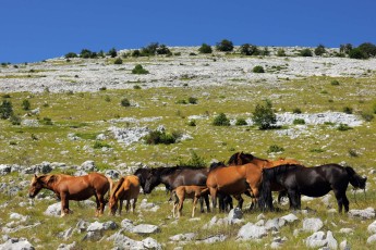 Semi-wild feral horses, Paklenica National Park, Velebit Nature Park, Dalmatian coast, Croatia