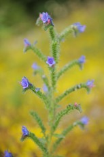 Purple Viper's bugloss (Echium plantagineum), North Velebit National Park, Velebit Nature Park, Dalmatian coast, Adriatic sea, Croatia