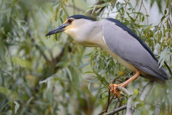 Night heron (Nycticorax nycticorax)