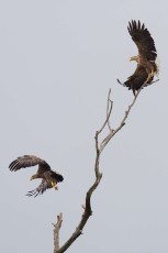 White-tailed sea eagle (Haliaeetus albicilla)