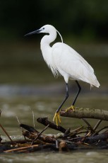 Little egret (Egretta garzetta)