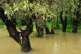 Swamp forest