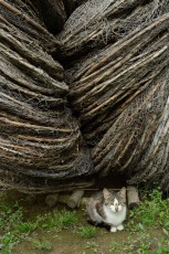 Cat among fishing gear in Crisan commune, Romania
