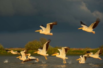 White pelicans (Pelecanus onocrotalus)