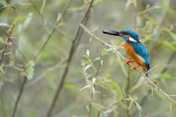 Kingfisher (Alcedo atthis)