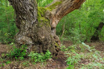 Oaks (Quercus robur) in Letea forest, in a strictly protected nature reserve, Romania