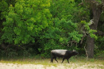 Primitive cattle breed, near relative to the aurochs, in Letea forest, Romania