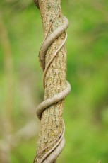 Silk vine (Periploca graeca) in Letea forest, strictly protected nature reserve, Romania