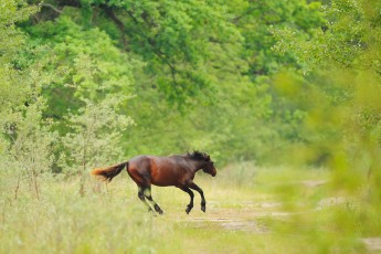 Wild horses from ancient race in Letea forest, Romania