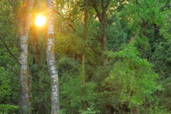 Poplars (Populus alba/nigra) in Letea forest, Romania