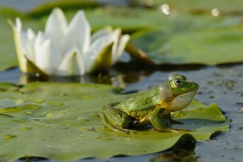 Pool frog (Pelophylax lessonae)