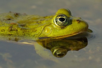 Pool frog (Pelophylax lessonae)