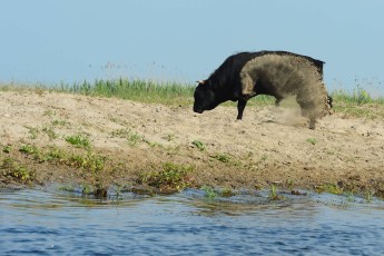 Cattle in the Danube delta rewilding area, Romania