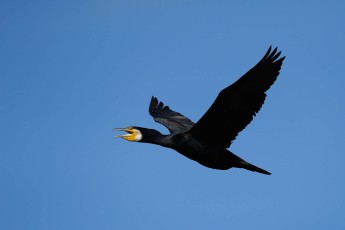 Great cormorant (Phalacrocorax carbo)