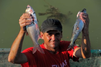 Fish catch near Sfinthu Gheorghe - Pontic shad/Danube mackerel and Chinese grass carp