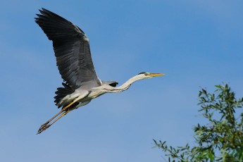 Grey heron (Ardea cinerea)