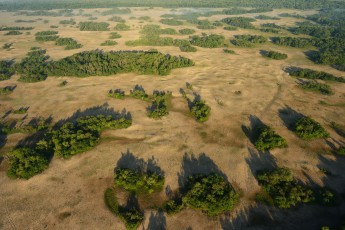 Aerial over Letea forest in the Danube Delta rewilding area in Romania.