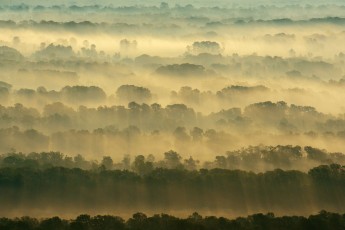 Aerials over the Letea forest, Romania