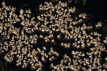 White pelicans (Pelecanus onocrotalus)